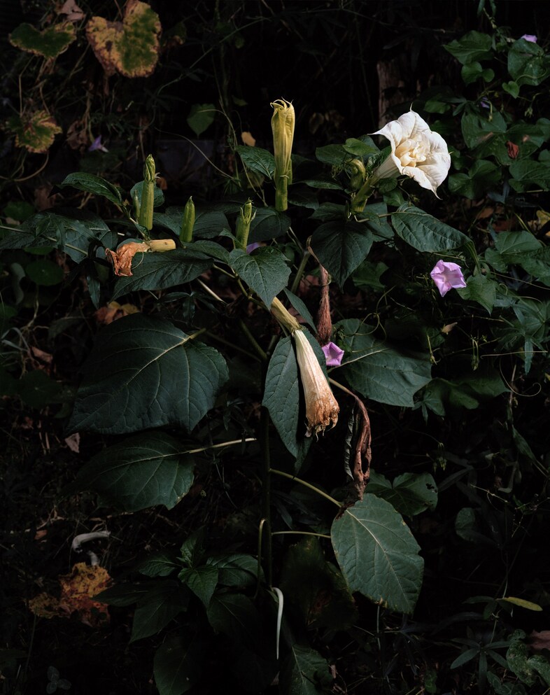 SharonCore_Understory_#11