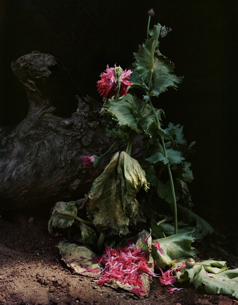 SharonCore_Understory_#1