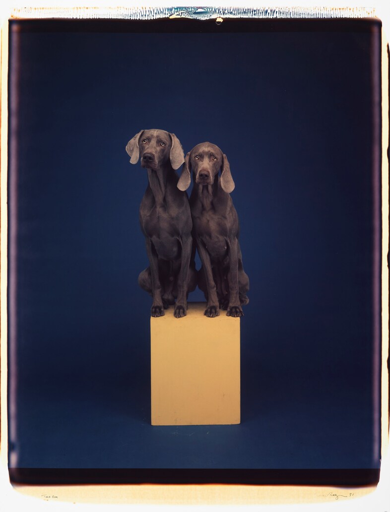 Two On by William Wegman