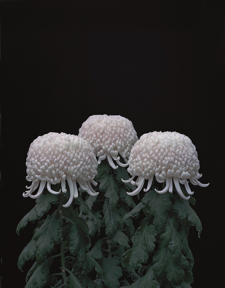 pg.196_Yoneda Tomoko_Chrysanthemums