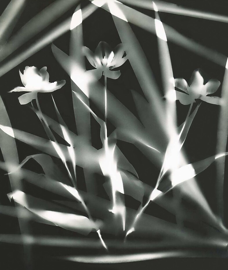 Jeanne Mandello, Sans titre, photogramme