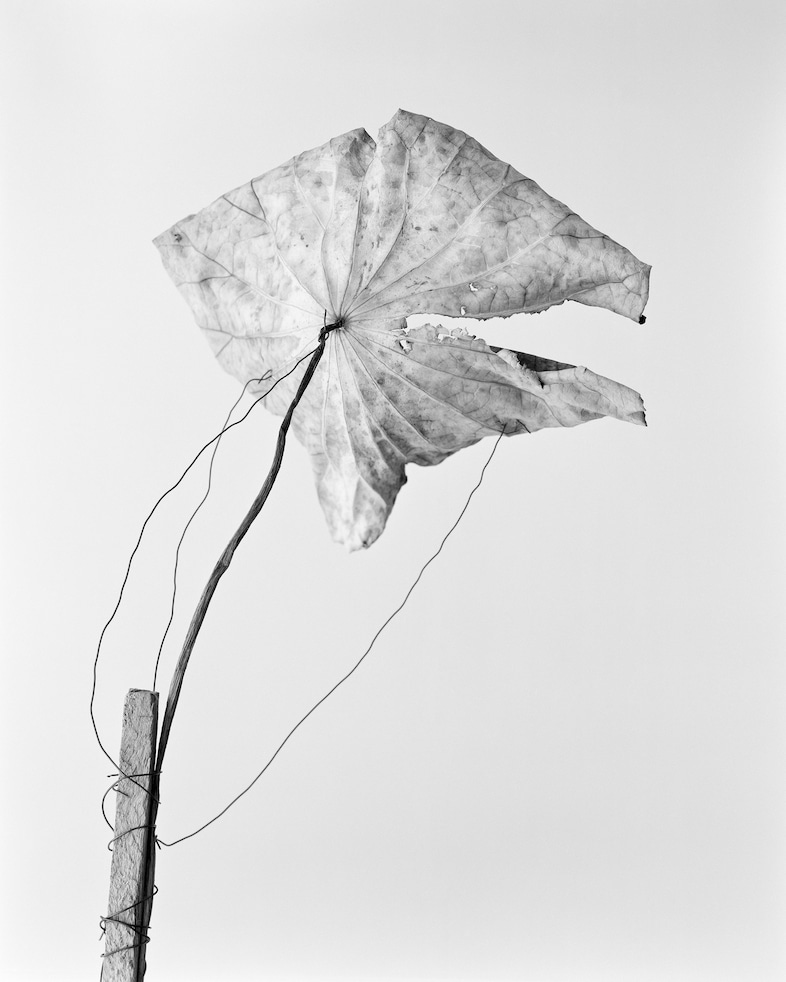 Jerome Ming, Oobanken, 2019, 4