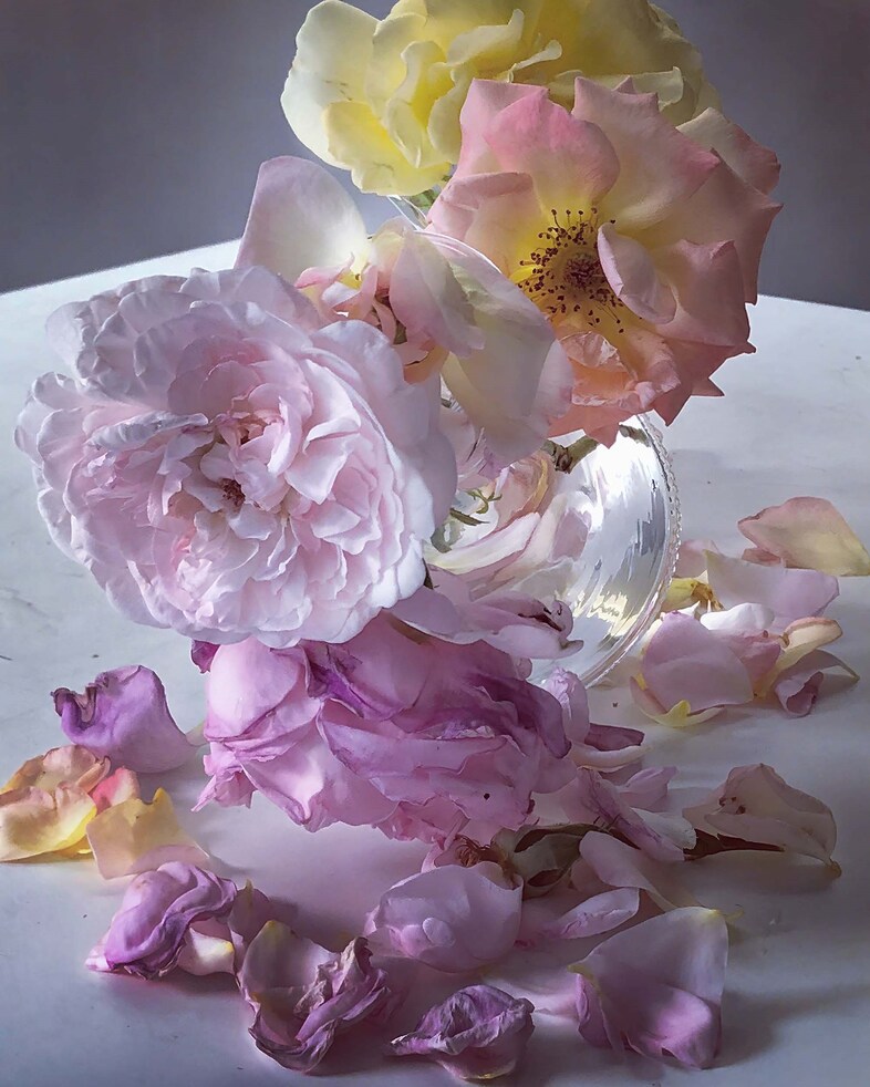Nick Knight Roses Albion Barn Interview