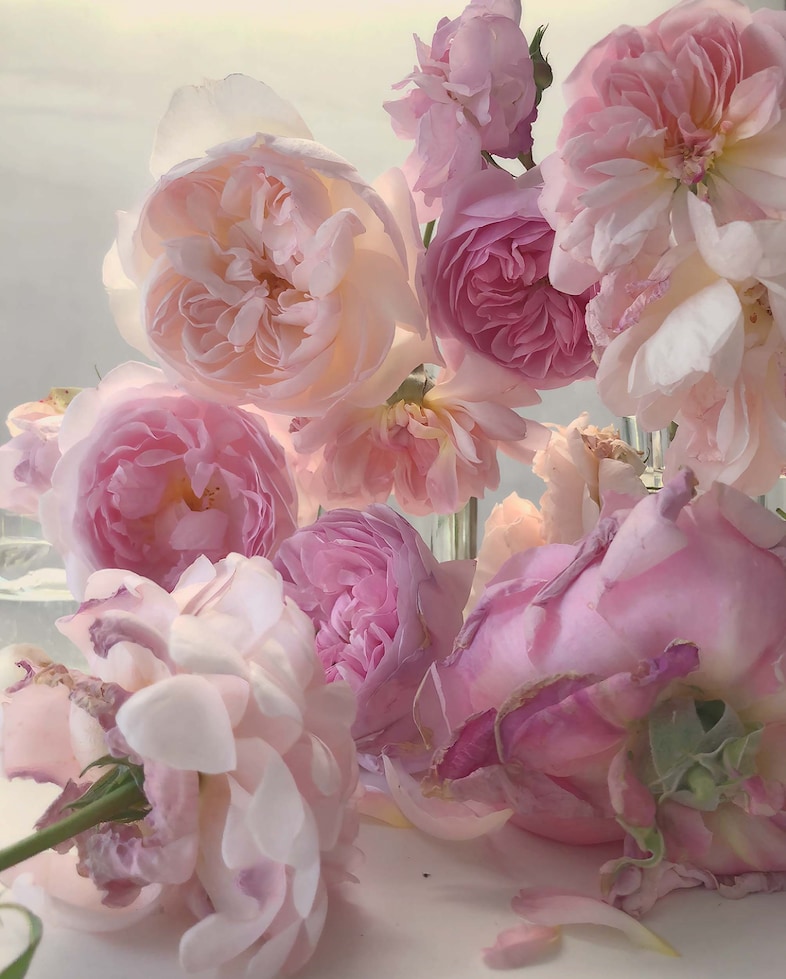 Nick Knight Roses Albion Barn Interview