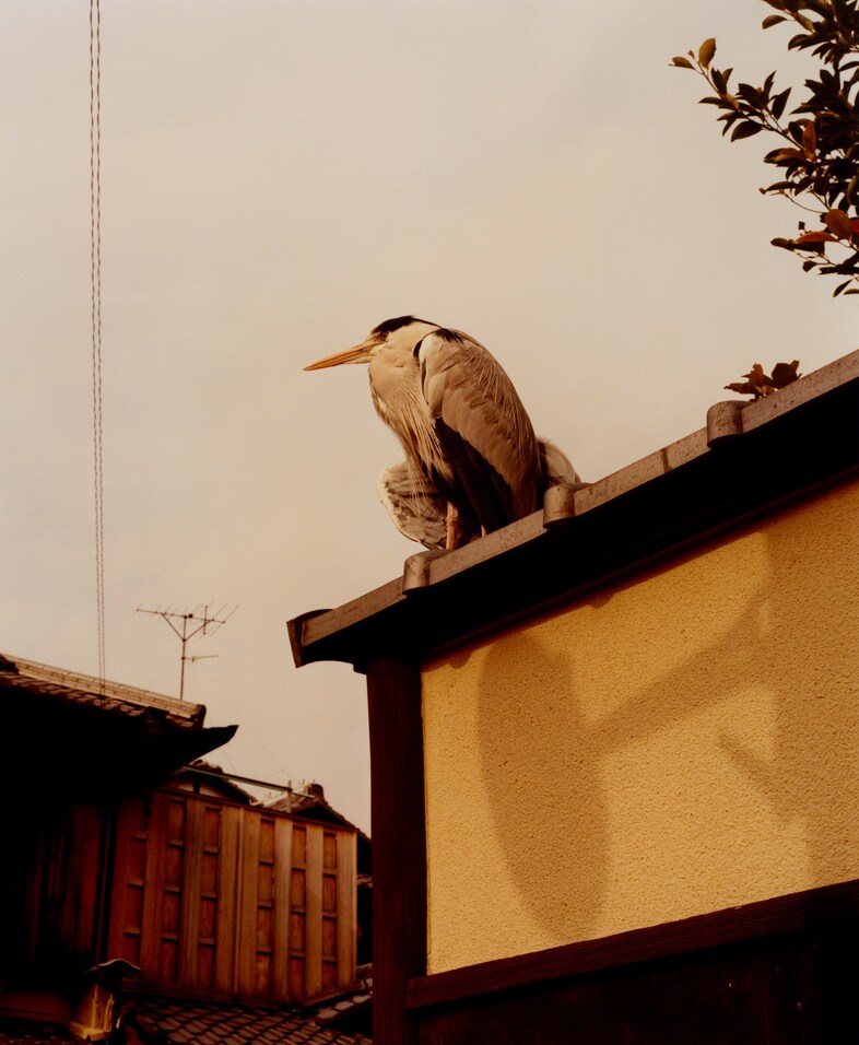 Japan Signs Lucie Rox zine photography