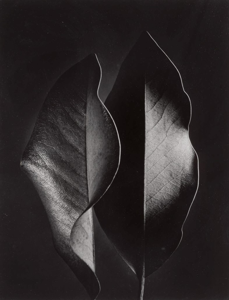 10440 Lot 52 - Ruth Bernhard, &#39;Two Leaves&#39;