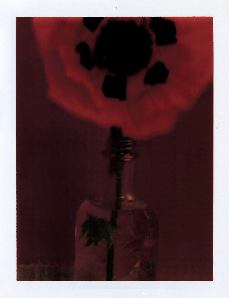 Le pavot 1997