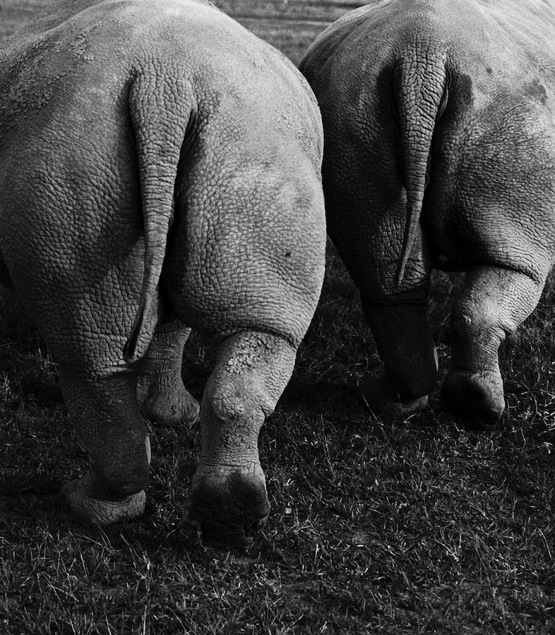 Jack_Davison_Ol_Pejeta05