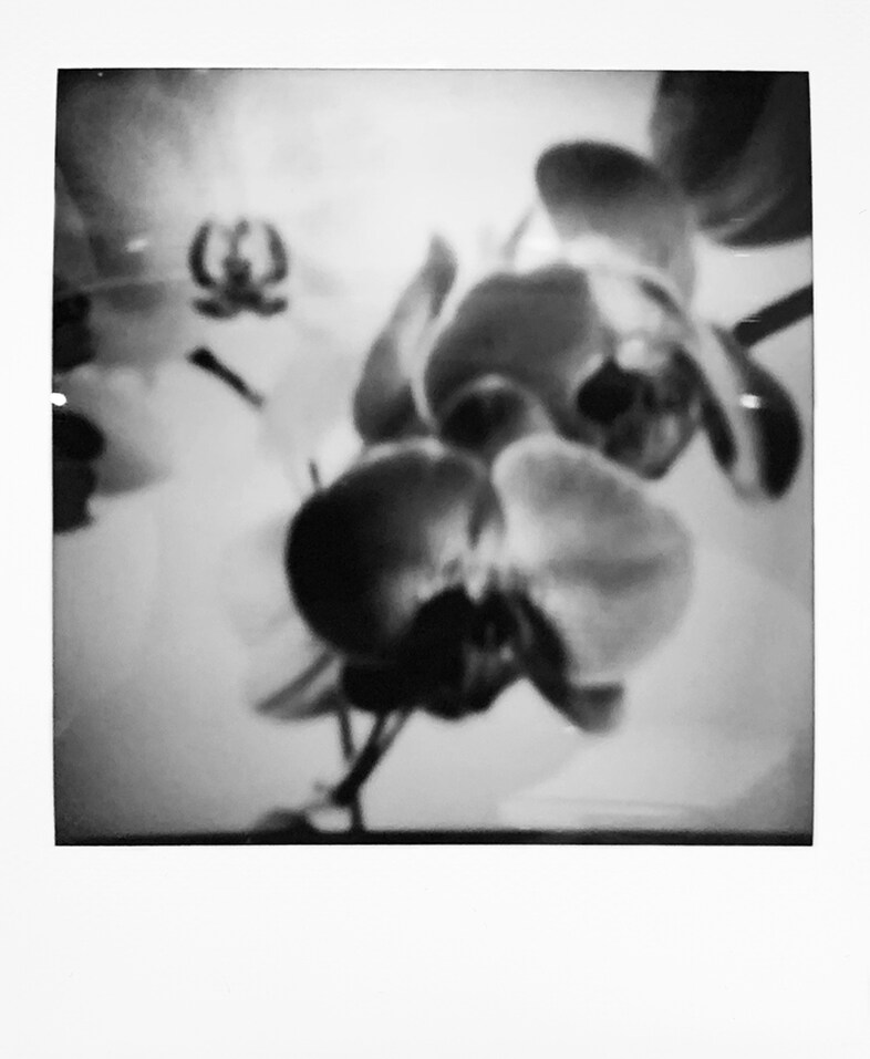 Emmi and the Orchids