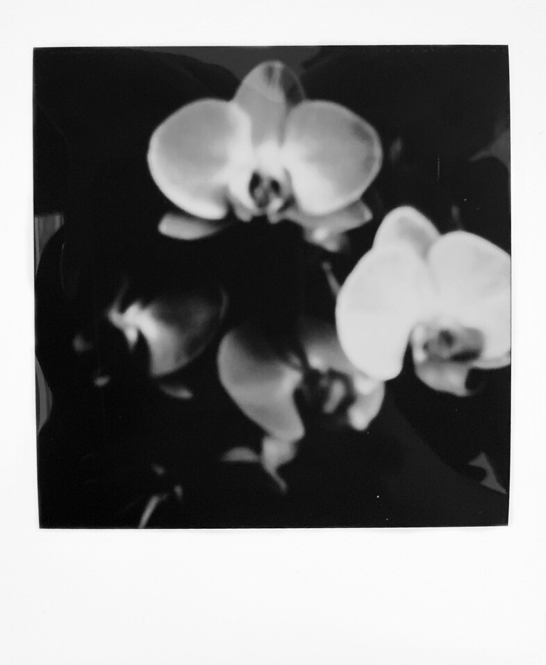 Emmi and the Orchids
