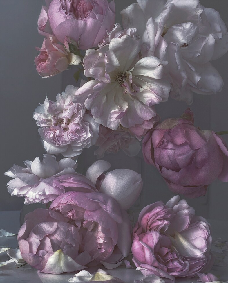 Nick Knight photographer Roses Albion Barn