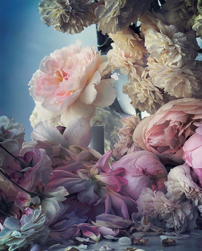 Nick Knight photographer Roses Albion Barn