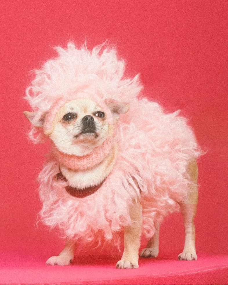 Gucci Pet Collection