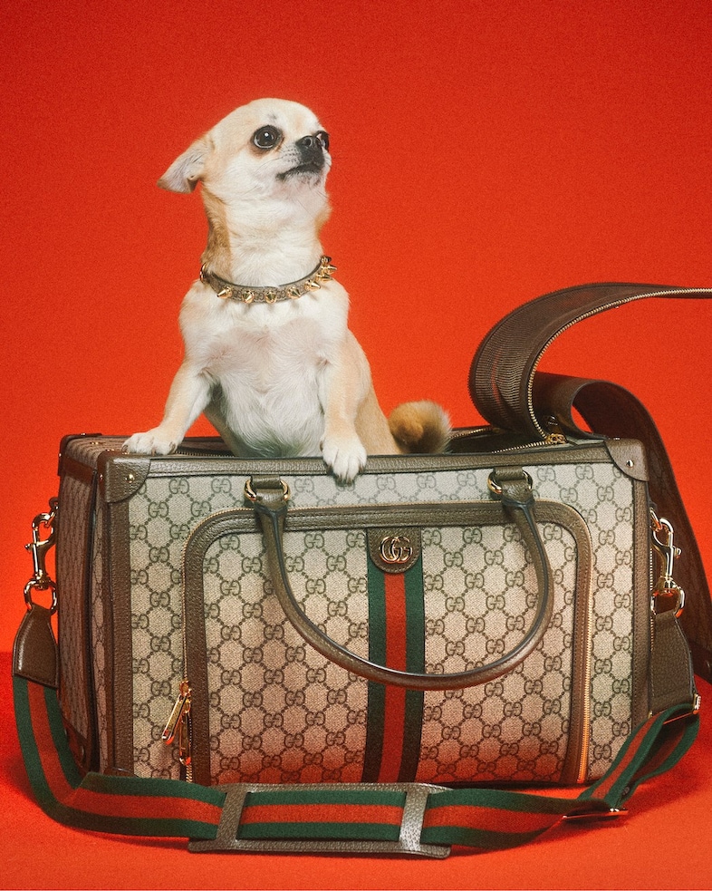Gucci Pet Collection