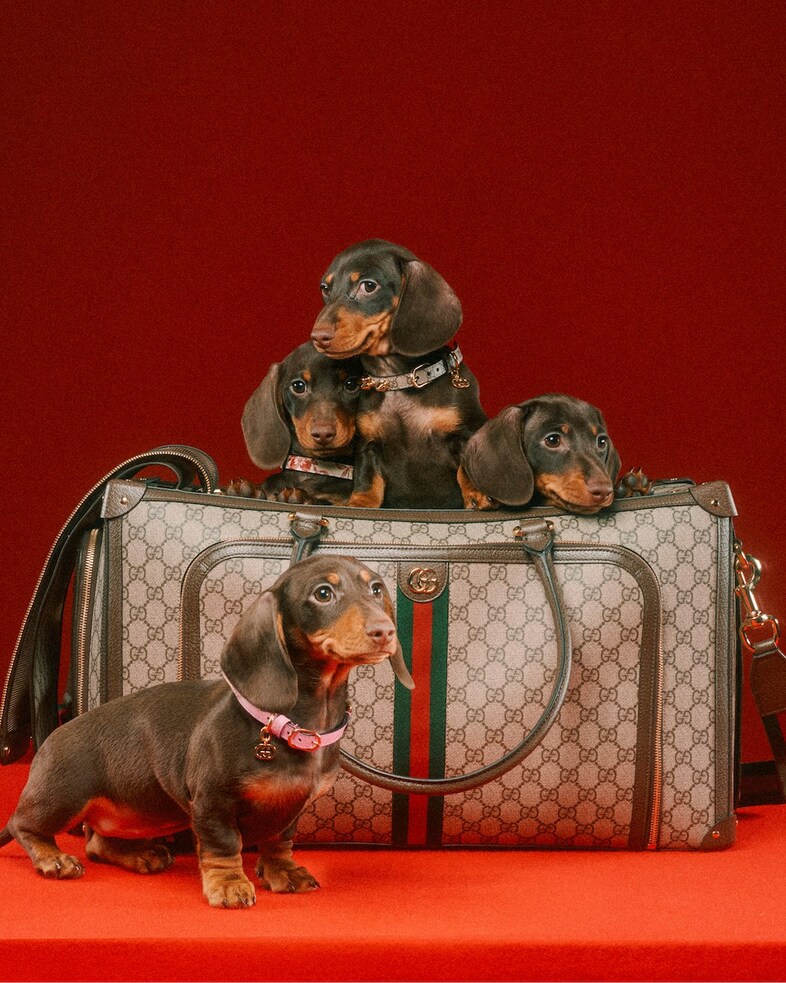 Gucci Pet Collection
