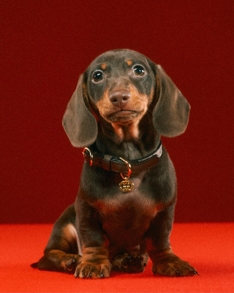 Gucci Pet Collection