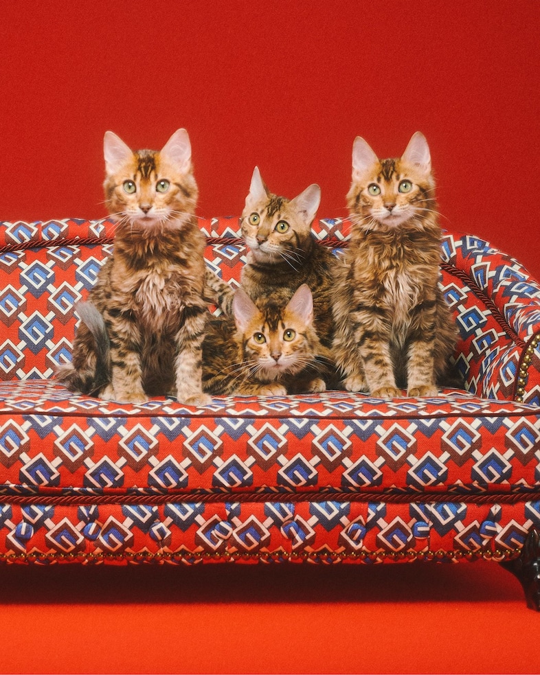 Gucci Pet Collection