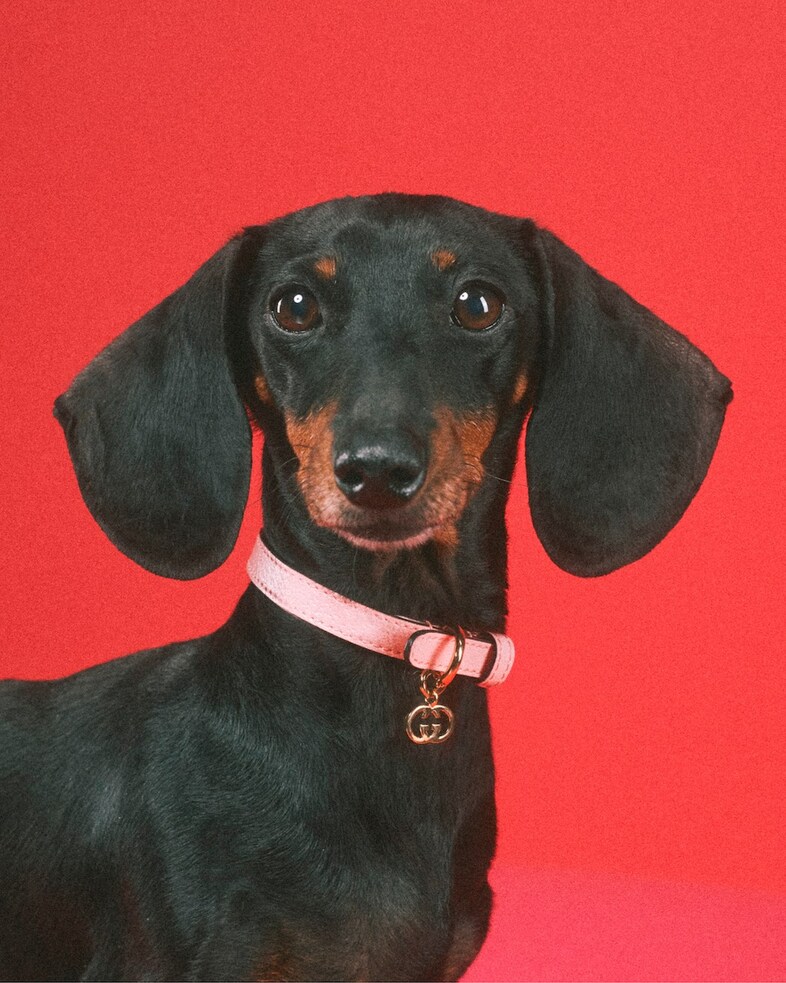 Gucci Pet Collection