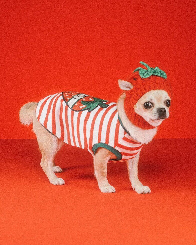 Gucci Pet Collection