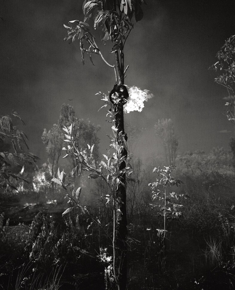 Broken Spectre by Richard Mosse