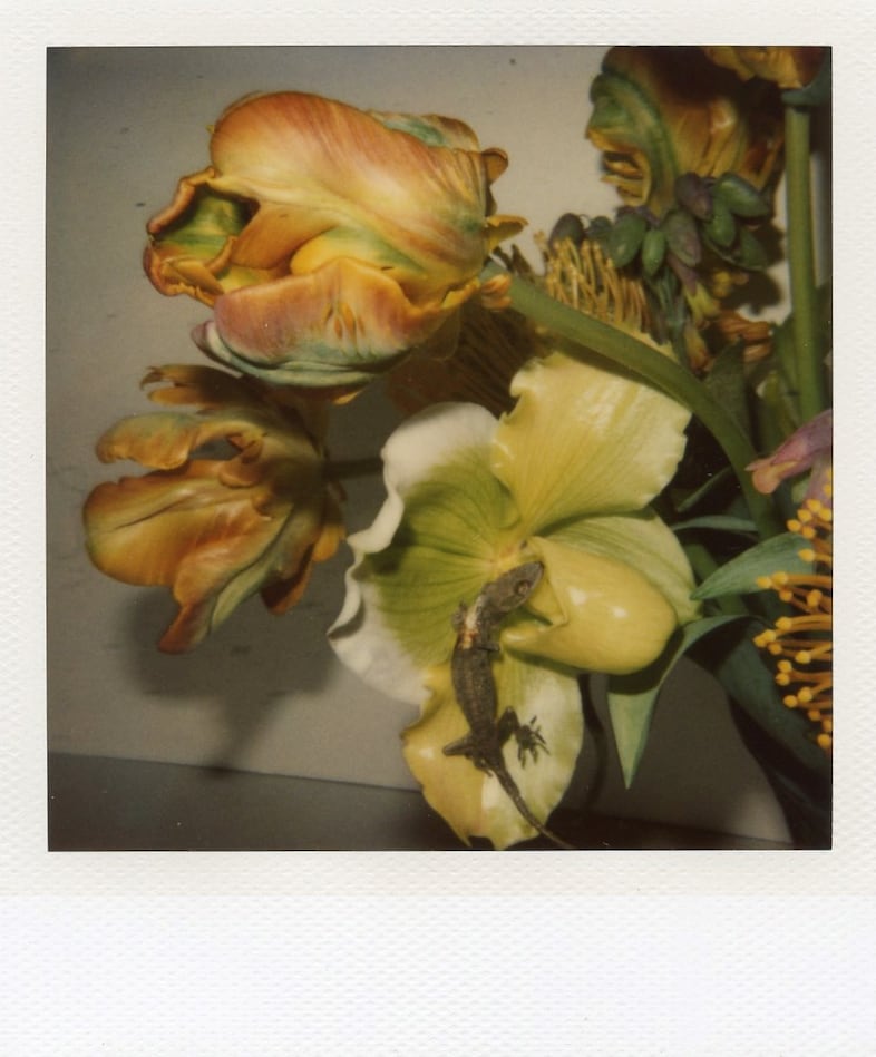 400 Polaroids by Nobuyoshi Araki and Daido Moriyama
