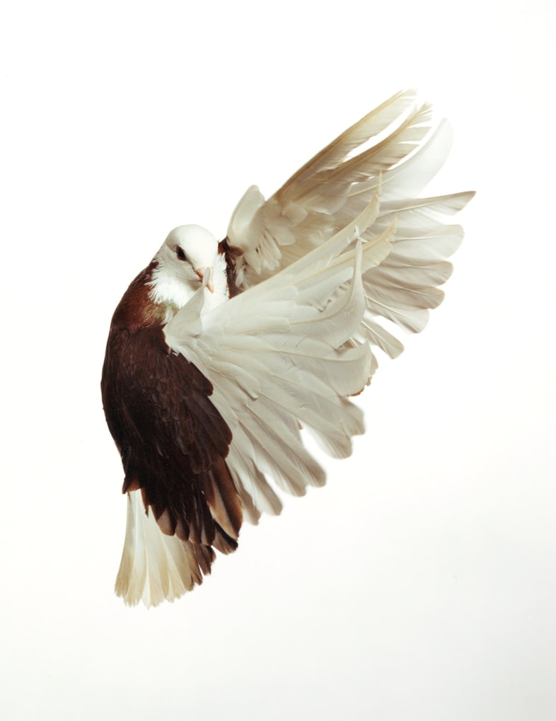 American Polychronic by Roe Ethridge MACK 