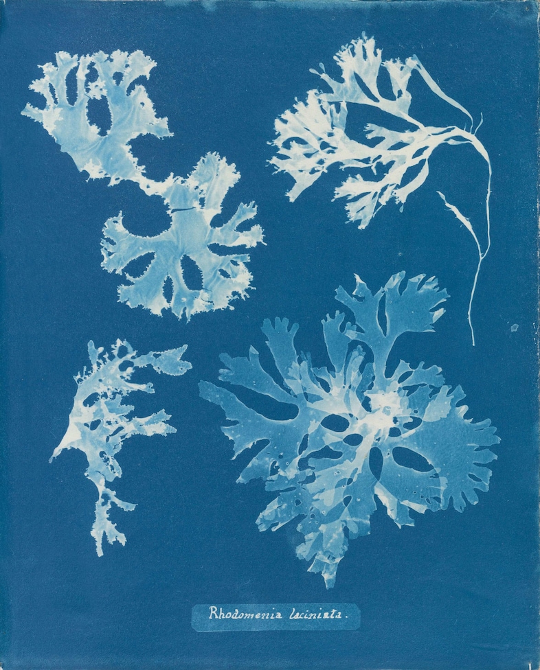 Anna Atkins_06_010_r