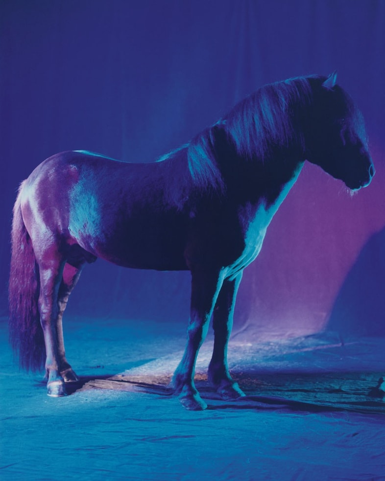 The Horses by Gareth McConnell