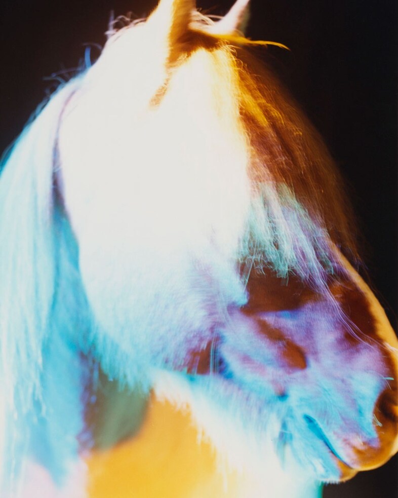 The Horses by Gareth McConnell