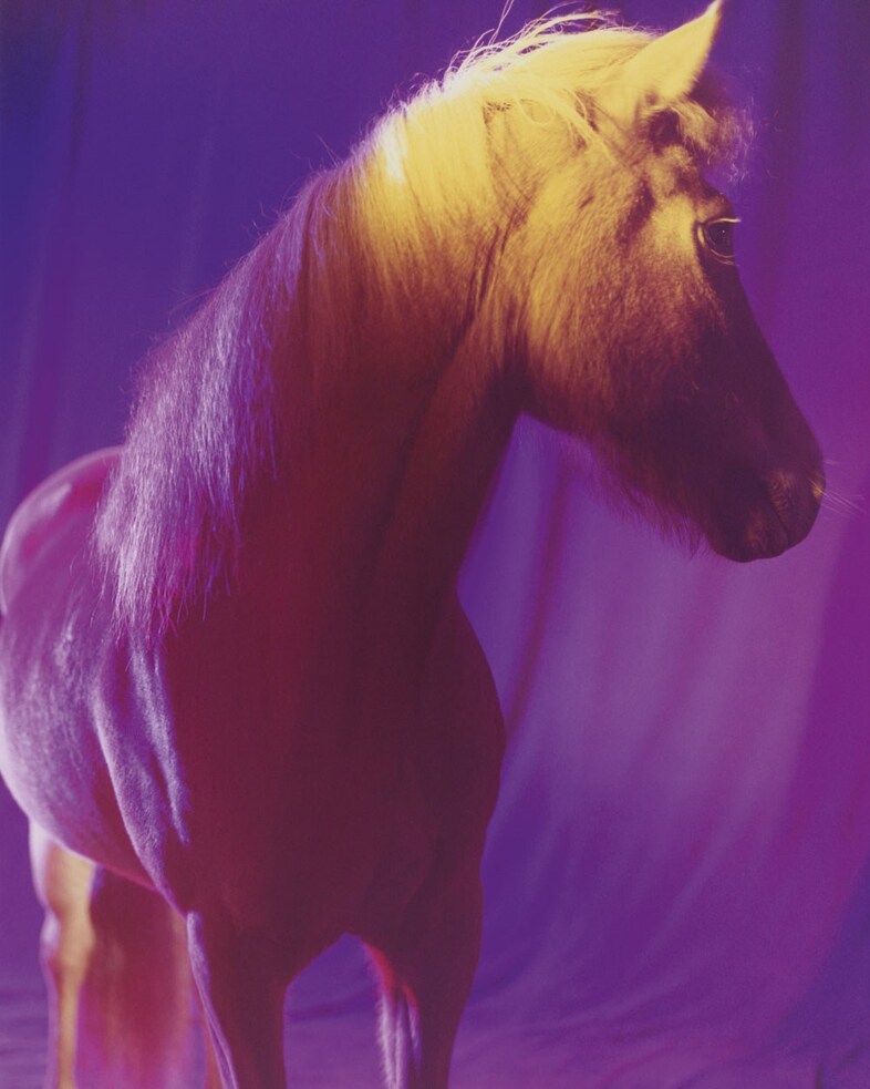 The Horses by Gareth McConnell