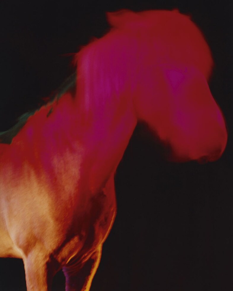 The Horses by Gareth McConnell
