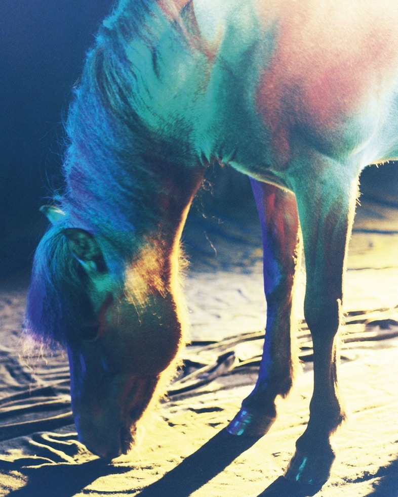 The Horses by Gareth McConnell