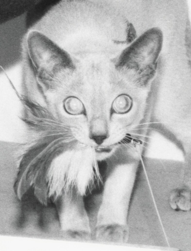 Cat Tree by Nicola and Manuel