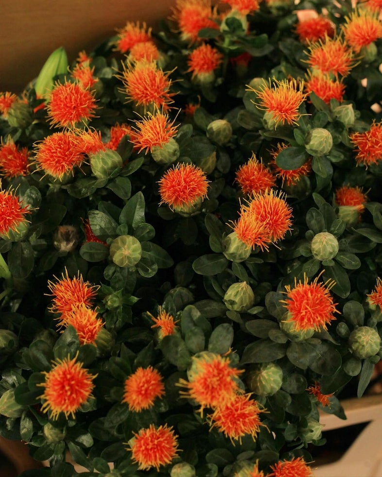 Bleue Burnham’s Jewellery and Flower Market Harrods