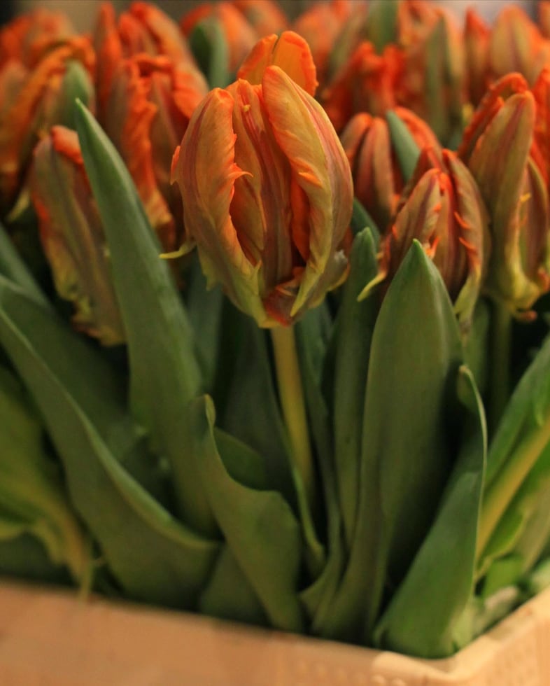 Bleue Burnham’s Jewellery and Flower Market Harrods