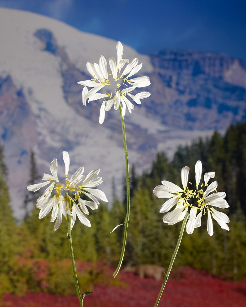 Have a Butchers Charity Print Sale