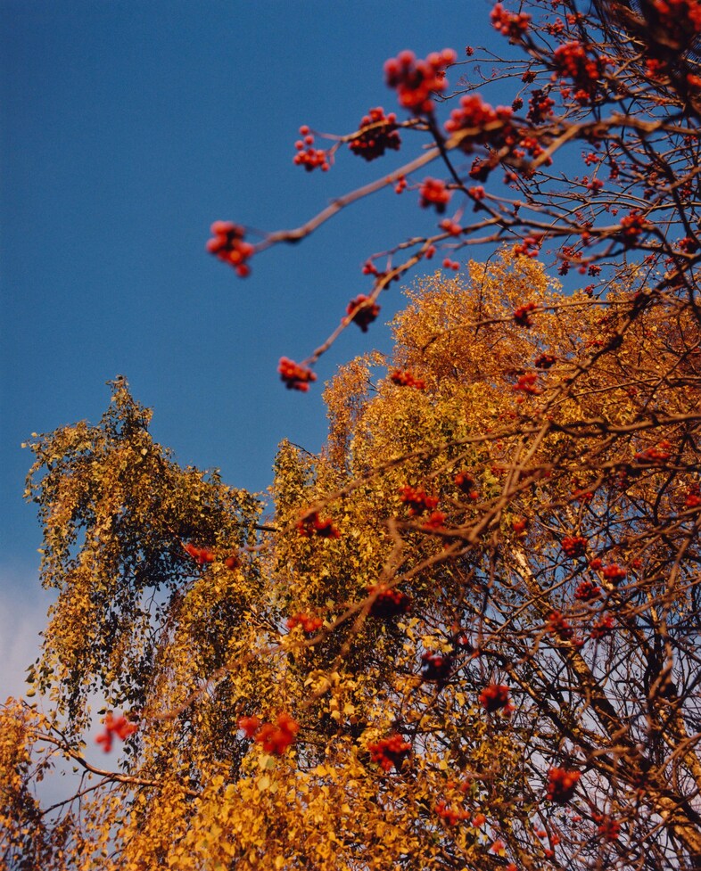 Chanel M&#233;tiers d’Art 2024 by Jamie Hawkesworth