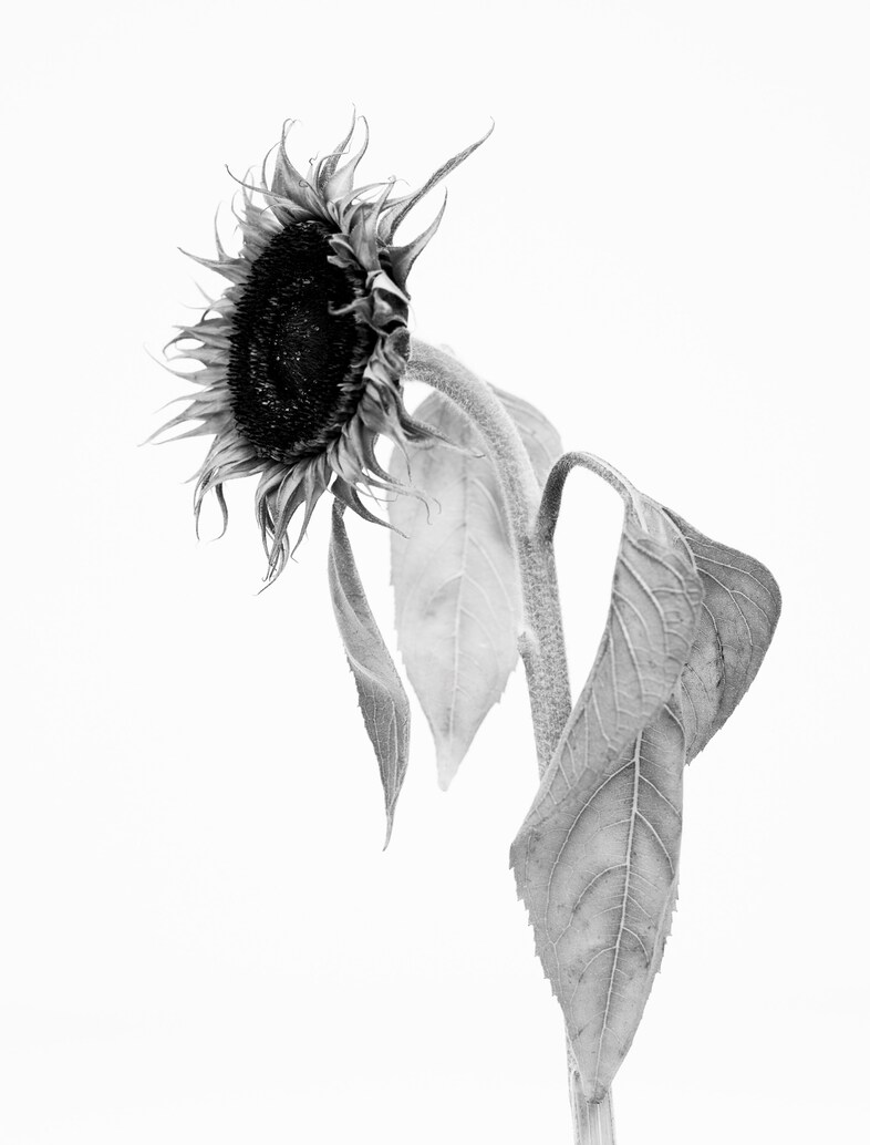 Willy Vanderperre Prints, Films, a Rave and More ... at MoMu