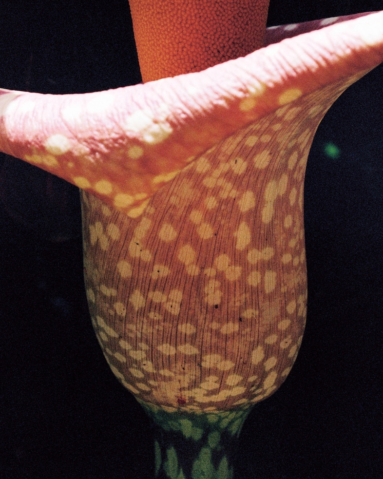 D&#237;as by Pia Riverola Loose Joints