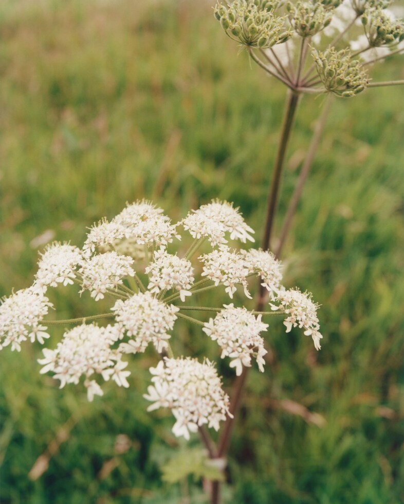 Dudley Coppice Autumn/Winter 2024