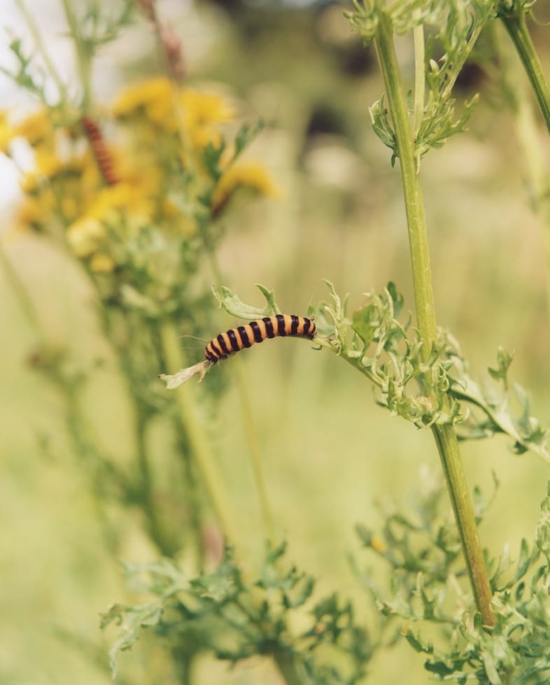 Dudley Coppice Autumn/Winter 2024