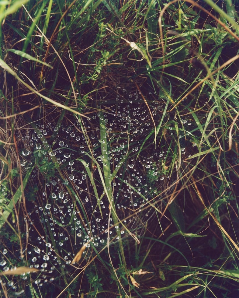 Dudley Coppice Autumn/Winter 2024