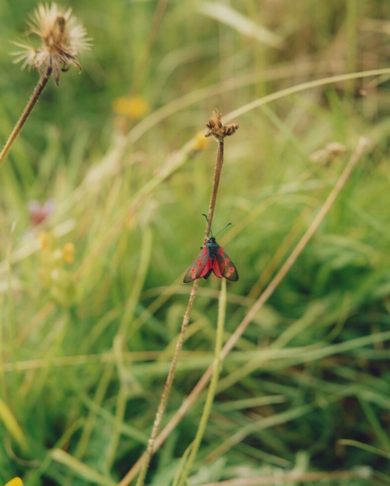 Dudley Coppice Autumn/Winter 2024
