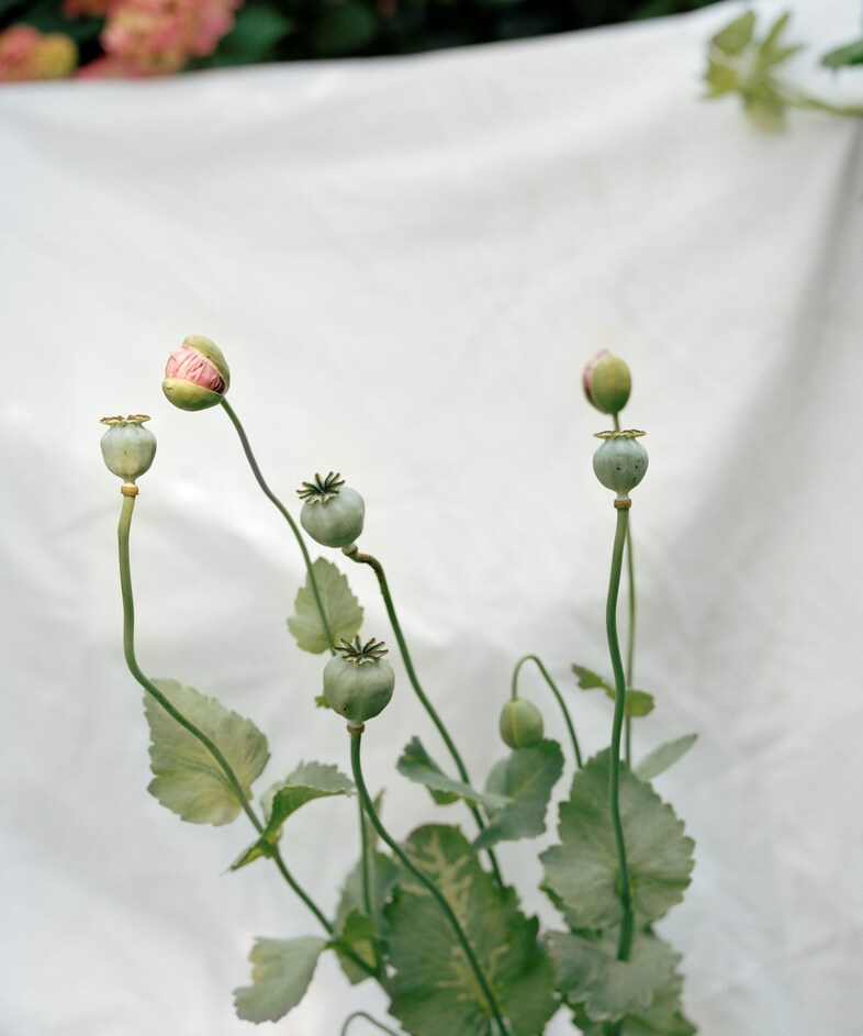 Poppy Promises by Thomas Duffield