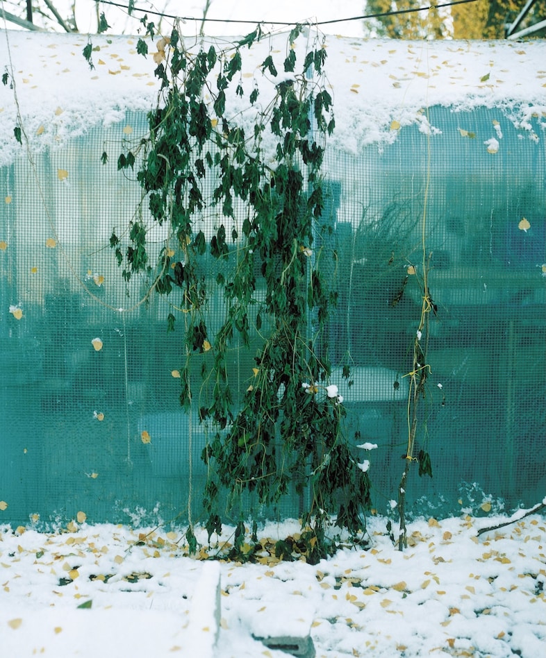 New Nordic: Cuisine, Aesthetics and Place