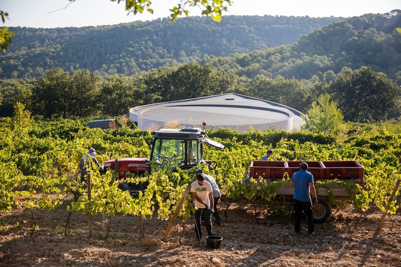 Vendanges partie 2 - VincentAGNES-98