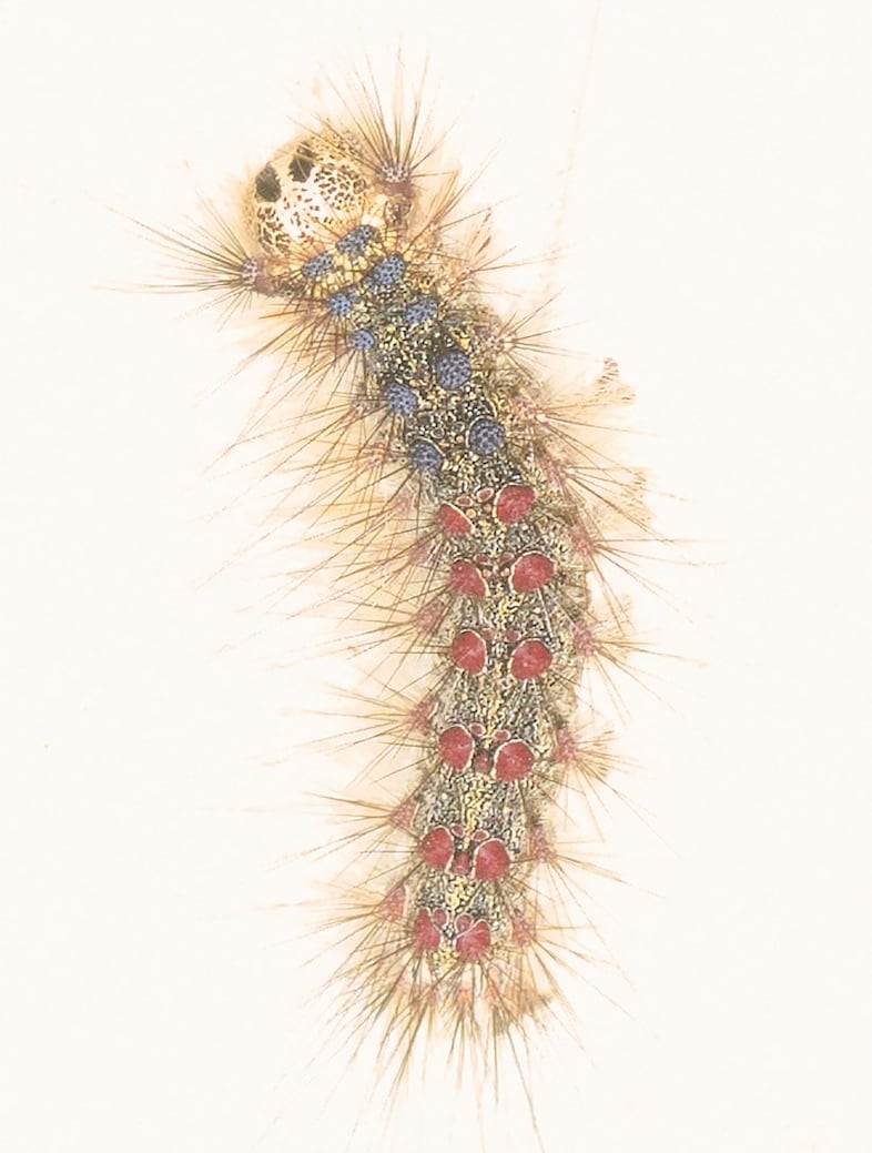 Lisa Blackpink AnOther Autumn/Winter 2025