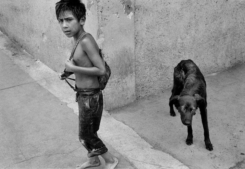 Dream Dog por Alexra González Iñárritu, Fondazione Prada