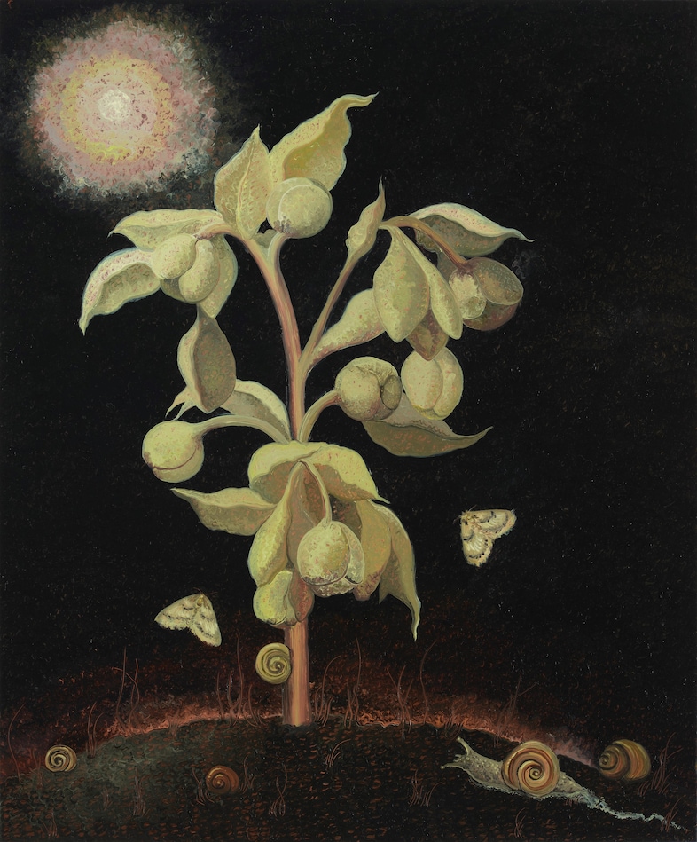 Georg Wilson, Spectre (Fetid Hellebore), 2025