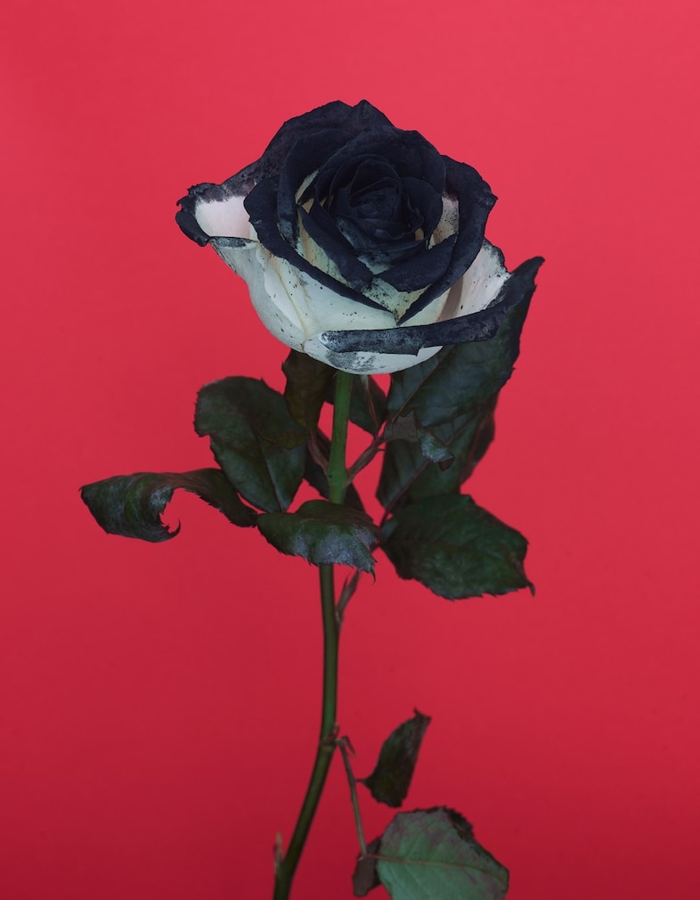 Chanel Beauty for AnOther Magazine Spring/Summer 2026